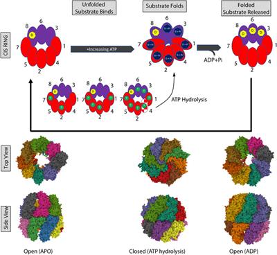 The TRiCky Business of Protein Folding in Health and Disease